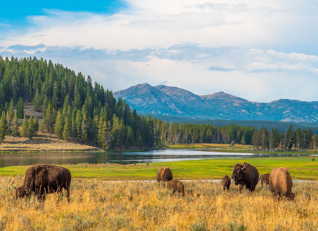 Contact - Buffalos at Hayden Valley in Yellowstone National Park in Wyoming on a Sunny Day